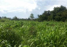  Brasilien riesengrosses 5'150 Ha Farm in der Nähe von Presidente