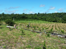 Brasilien 300 Ha Orangen, Kokosnuss -und Birnen - Farm bei Rio Pr