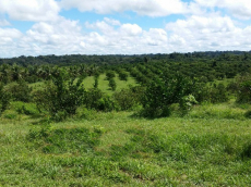 Brasilien 300 Ha Orangen, Kokosnuss -und Birnen - Farm bei Rio Pr