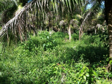 Brasilien 300 Ha Orangen, Kokosnuss -und Birnen - Farm bei Rio Pr