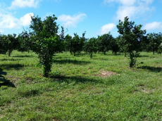 Brasilien 300 Ha Orangen, Kokosnuss -und Birnen - Farm bei Rio Pr