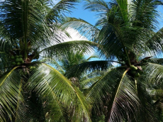 Brasilien 300 Ha Orangen, Kokosnuss -und Birnen - Farm bei Rio Pr