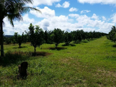 Brasilien 300 Ha Orangen, Kokosnuss -und Birnen - Farm bei Rio Pr