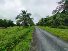 Brasilien 2'449 Ha Früchte – Farm Region Manaus - AM