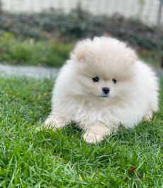 Pomeranian-Zwergspitz Welpe aus Schweizer Zucht