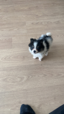 Unsere Pomeranian Sucht neues Zuhause
