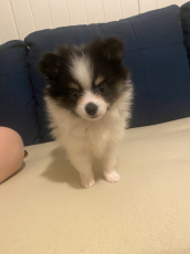 Unsere Pomeranian Sucht neues Zuhause