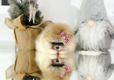 Pomeranian Zwergspitz Welpen Teddy Bärchen Typ 