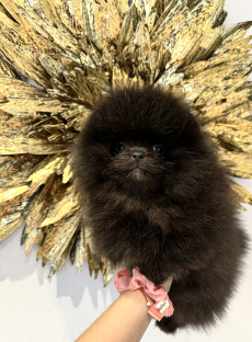 Pomeranian Zwergspitz Welpen Teddy Bärchen Typ 