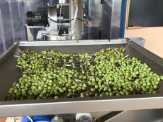 Olivenöl Ernte 2023, naturbelassenes Olivenöl für Feinschmecker