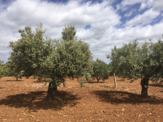 Olivenöl Ernte 2023, naturbelassenes Olivenöl für Feinschmecker