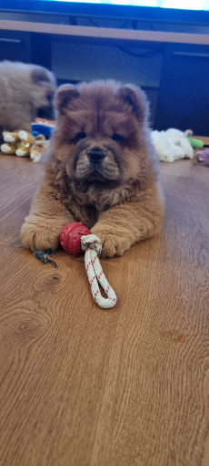 zuckersüsse Chow Chow Welpen