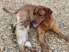 Labrador Welpen, foxred