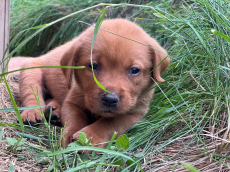 Labrador Welpen, foxred