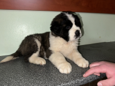 Welpe St.Bernhardshund