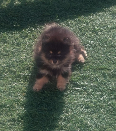 Pomeranian / Zwergspitz Black&Tan Weibchen Welpe