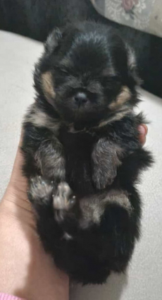 Pomeranian / Zwergspitz Black&Tan Weibchen Welpe