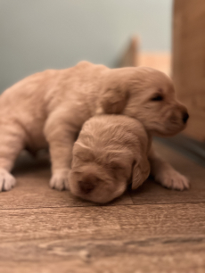 Labradoodle Welpen suchen liebevolle Zuhause