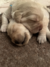 Labradoodle Welpen suchen liebevolle Zuhause