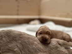 Labradoodle Welpen suchen liebevolle Zuhause