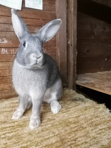 Zu verkaufen Schweizer Feh Kaninchen