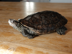 Wasserschildkröte sucht neues Zuhause