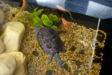 Wasserschildkröte sucht neues Zuhause