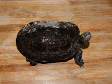 Wasserschildkröte sucht neues Zuhause