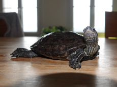 Wasserschildkröte sucht neues Zuhause