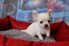 süsse reinrassige Chihuahua Welpen