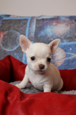süsse reinrassige Chihuahua Welpen