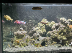 Aquarium ca 400 Liter komplett inkl. Fischbestand