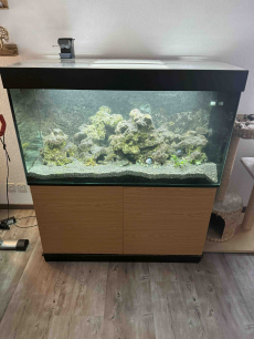 Aquarium ca 400 Liter komplett inkl. Fischbestand