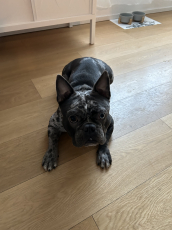Kastrierter Französischer Bulldoggen Rüde sucht neues Zuhause 