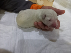 Weisse Schweizer Schäfer/Berger Blanc Suisse 