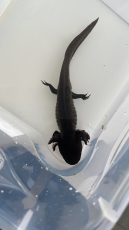 Axolotl, Männlich 1Jahr alt