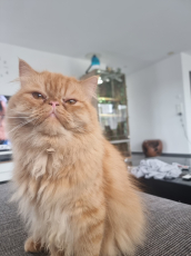 Deckkater Garfield Perserkater