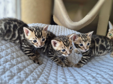 Reinrassige Bengal Kitten (M/F) zu verkaufen