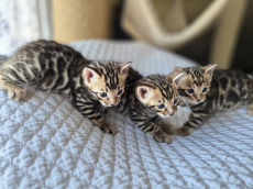 Reinrassige Bengal Kitten (M/F) zu verkaufen