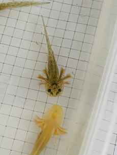 Axolotl (Ambystoma mexicanum) aus Hobbyzucht