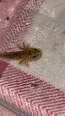 Axolotl (Ambystoma mexicanum) aus Hobbyzucht