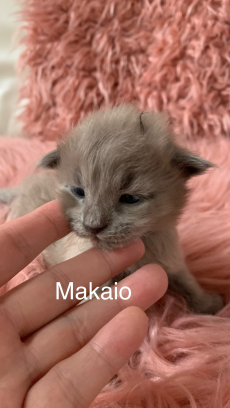 Maine Coon Kittenn