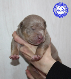 American Bully Welpen aus bewilligter CH-Zucht