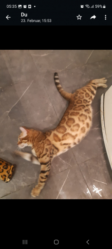 Bengal Katzen 2-5 Jahre alt wegen Zuchtaufgabe in gute Hände 