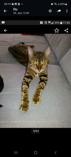 Bengal Katzen 2-5 Jahre alt wegen Zuchtaufgabe in gute Hände 