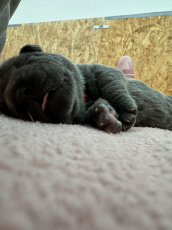 Cane Corso Welpen Reinrassig