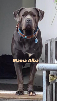 Cane Corso Welpen Reinrassig