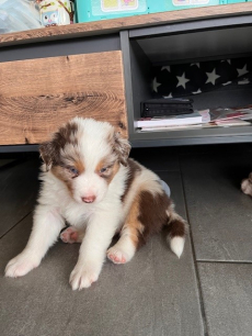 reinrassige Australian Sheperd Welpen 17.3.2024