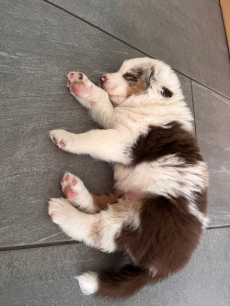 reinrassige Australian Sheperd Welpen 17.3.2024