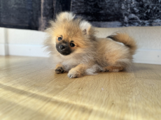 Pomeranian Welpe inkl. Startzubehör